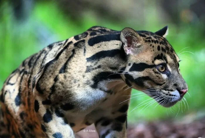 Clouded Leopard - Clouded leopard, Big cats, Cat family, Predatory animals, Wild animals, Zoo, The photo