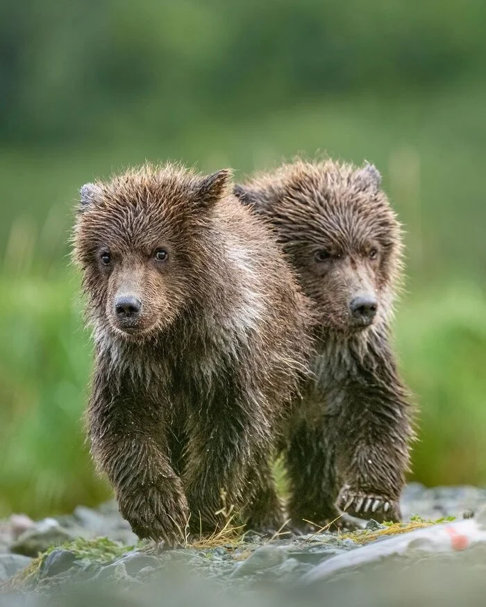 Twins - Teddy bears, Grizzly, The Bears, Predatory animals, Wild animals, wildlife, North America, The photo