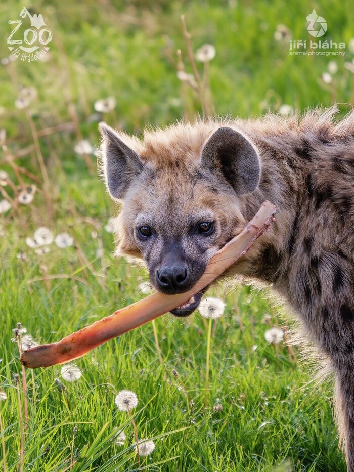 Toy - Hyena, Spotted Hyena, Predatory animals, Wild animals, Zoo, Bones, The photo