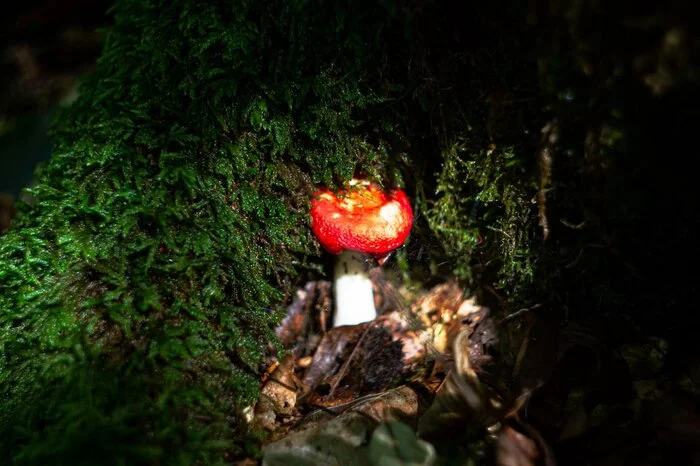 Magic of the forest - My, Krasnaya Polyana, Sochi, Helios-44, Forest, The photo, Longpost