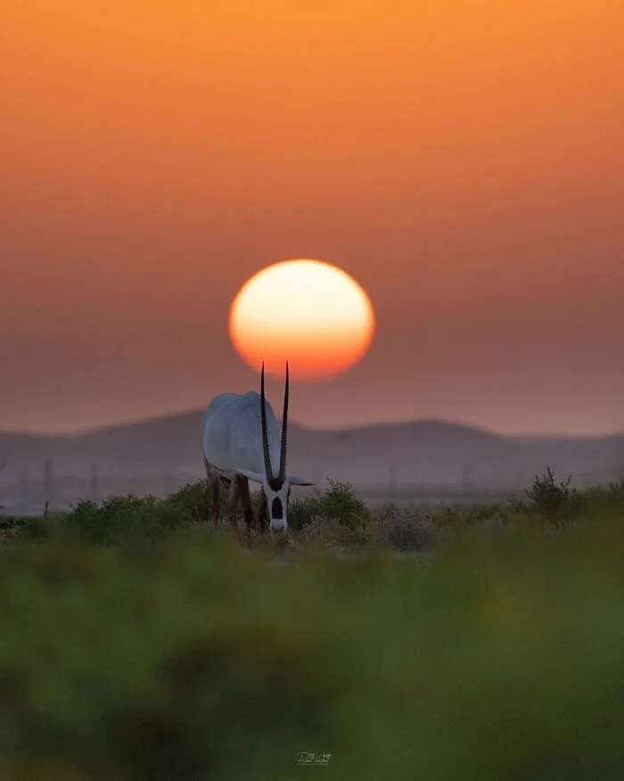 Sunset Snack - Oryx, Artiodactyls, Wild animals, wildlife, UAE, The photo, Sunset, The sun