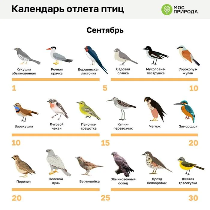 Кукуха осенью отлетает первой - Кукушка, Осень, Психиатрия, Юмор, Календарь