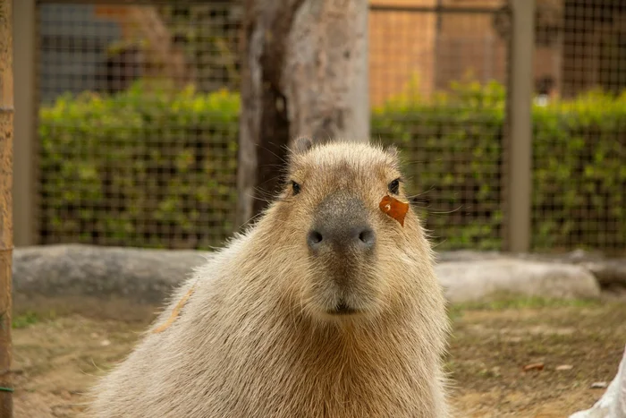 Had a nice walk - Capybara, The escape, Catching, Rodents, Wild animals, Zoo, Great Britain, Repeat