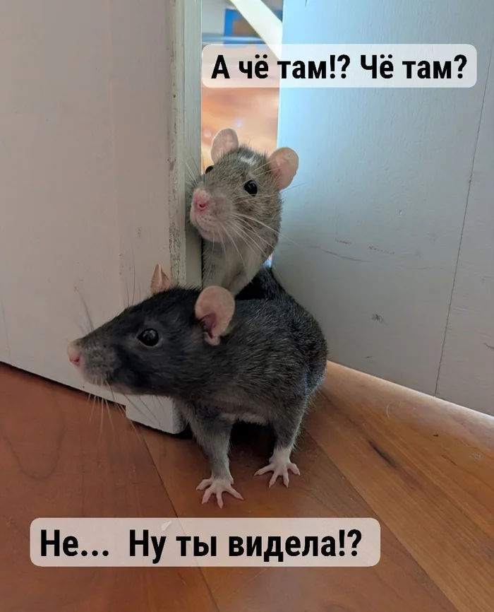 I don't understand anything, but it's very interesting! )) - My, Rat, Decorative rats, Pets, Rat Chronicles, The photo, Milota, Humor, Funny animals, Picture with text