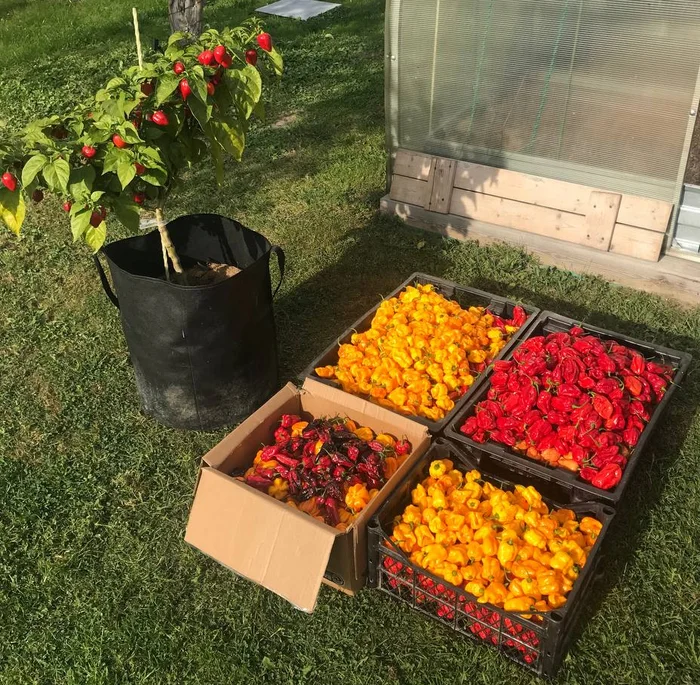 Final harvest of hot peppers - My, Garden, Spicy sauce, Carolina Reaper, Habanero, Growing, Harvest, Vertical video, Hot peppers, Video, Longpost