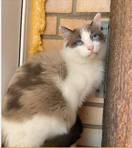 Siamese blue-eyed cat Topaz in good hands - Siamese cat, Thai cat, In good hands, cat, Blue eyes, Cat lovers, Overexposure, Shelter, Homeless animals, Pet the cat, Moscow, Moscow region