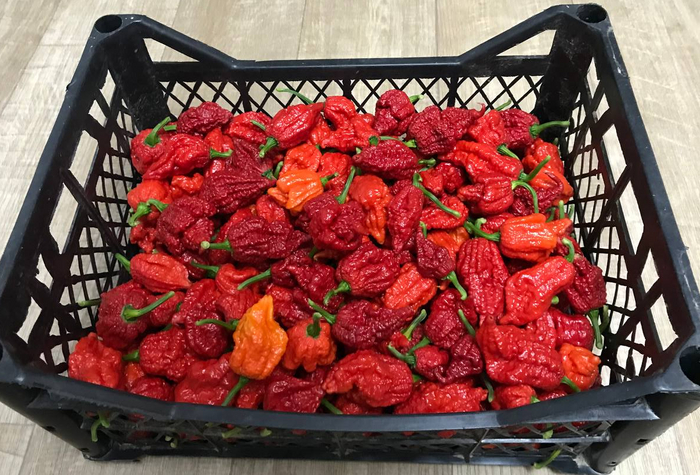 Carolina Reaper