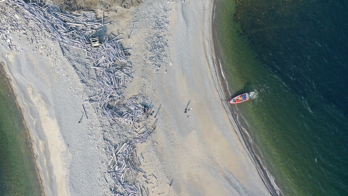 На острове огромное количество плавника