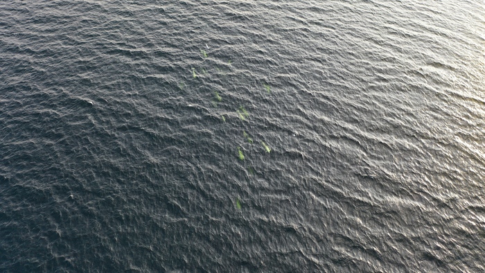 Видишь белух? Нет! А они там есть!))