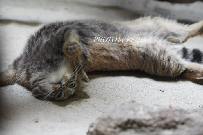 Help me... - Wild animals, Zoo, Predatory animals, Cat family, Pallas' cat, Small cats, Young