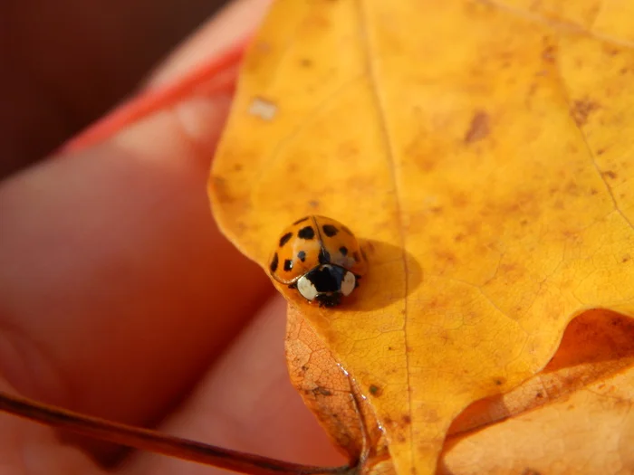 Macrocosm and golden autumn - My, Autumn, Autumn leaves, Macro photography, Plants, Insects, ladybug, Beginning photographer, Nikon, The nature of Russia