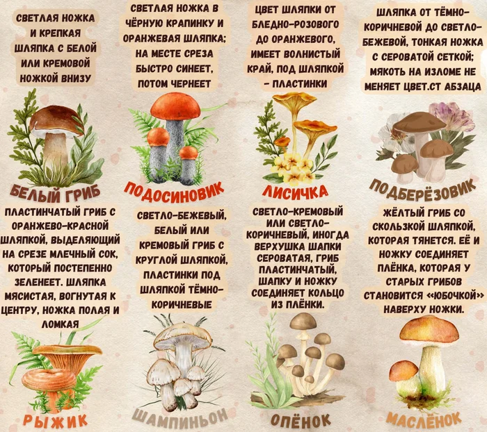 Mushrooms True and Edible in Survival - Survival, Education, Mushrooms, Nature, Hike, Forest, Travels, View, Article, Useful, Peculiarities, Porcini, Boletus, Boletus, Ginger mushrooms, Champignon, Honey mushrooms, Butterlets