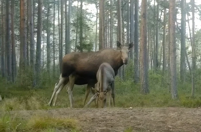 A female moose with six (!) legs was discovered near St. Petersburg :-) - My, Leningrad region, The nature of Russia, Elk, Each creature has a pair, Pavel Glazkov, Video, Video VK, Longpost