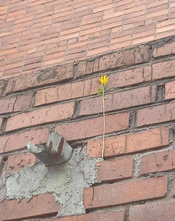 This is what I call the desire for life. - The photo, Street photography, A life, Flowers, Pursuit, Wall