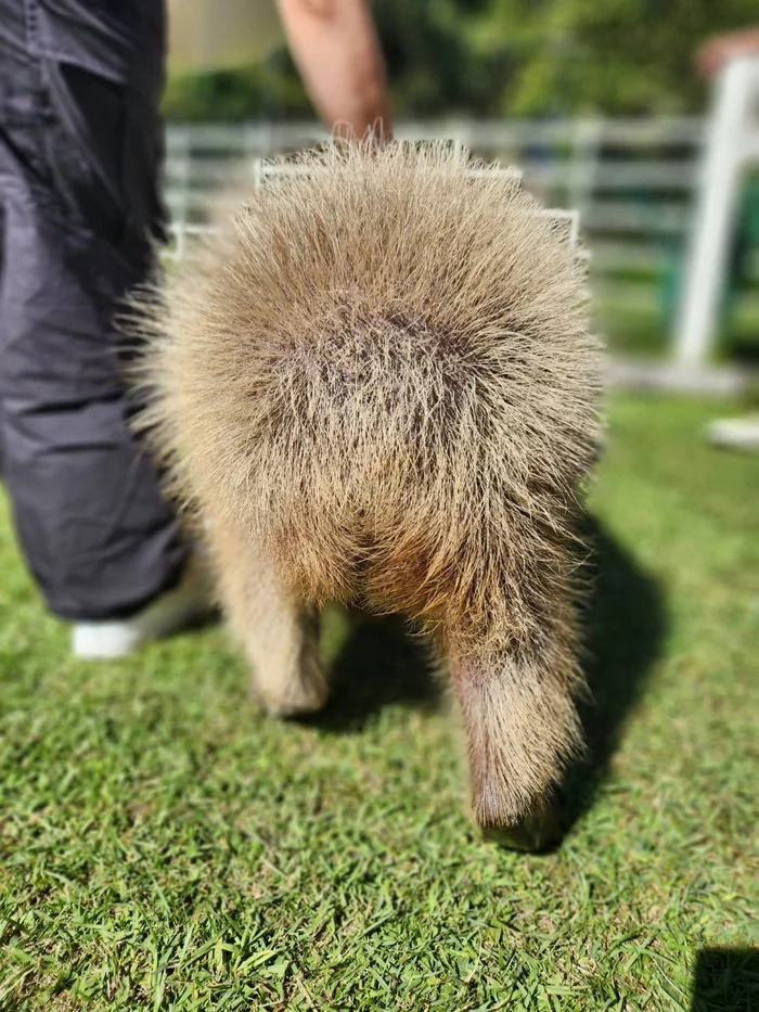 Dandelion - Capybara, Rodents, Wild animals, Zoo