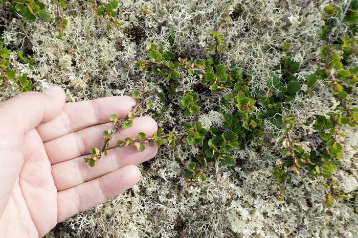 Под корой карликовых берёз даже бактериям переночевать негде!