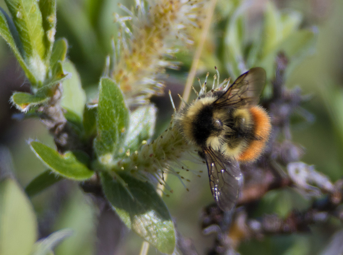 Мне кажется, или ледниковый шмель ещё более пушистый, чем обычный?