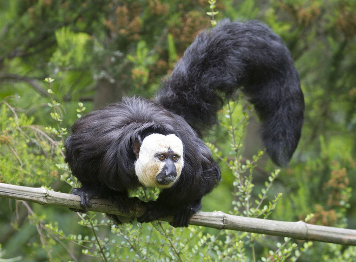 Ну, ща спою!