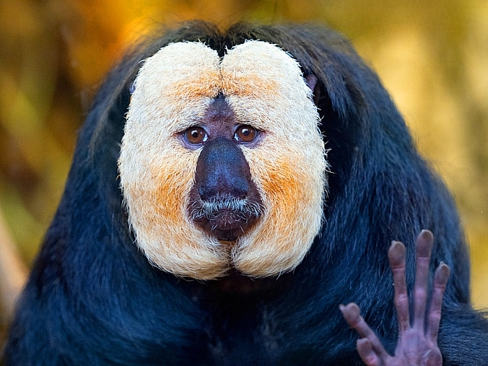 Здравствуйте, люди, я пришел сюда с миром! И ором!