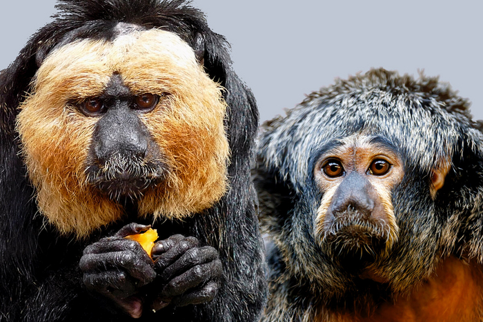 Когда родители позвонили по видеосвязи.