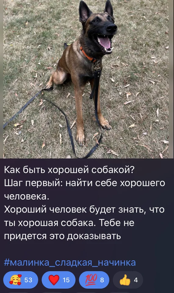 About dogs - Dog, Humor, Screenshot, Picture with text, Images