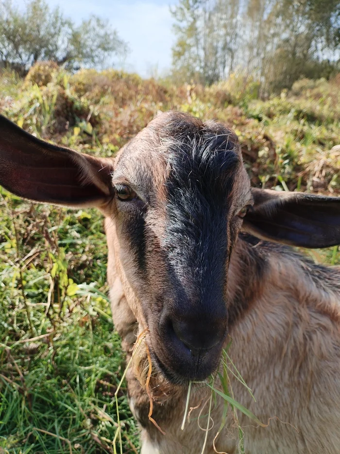 Handsome man!.. I just want to do something nice for him. So I did! I scratched him THERE - My, Village, Сельское хозяйство, Goat, Goat breeding, Reproduction, Village, Goat, Testicles, Nature, Video, Vertical video, Longpost, Strange humor, Alpha male