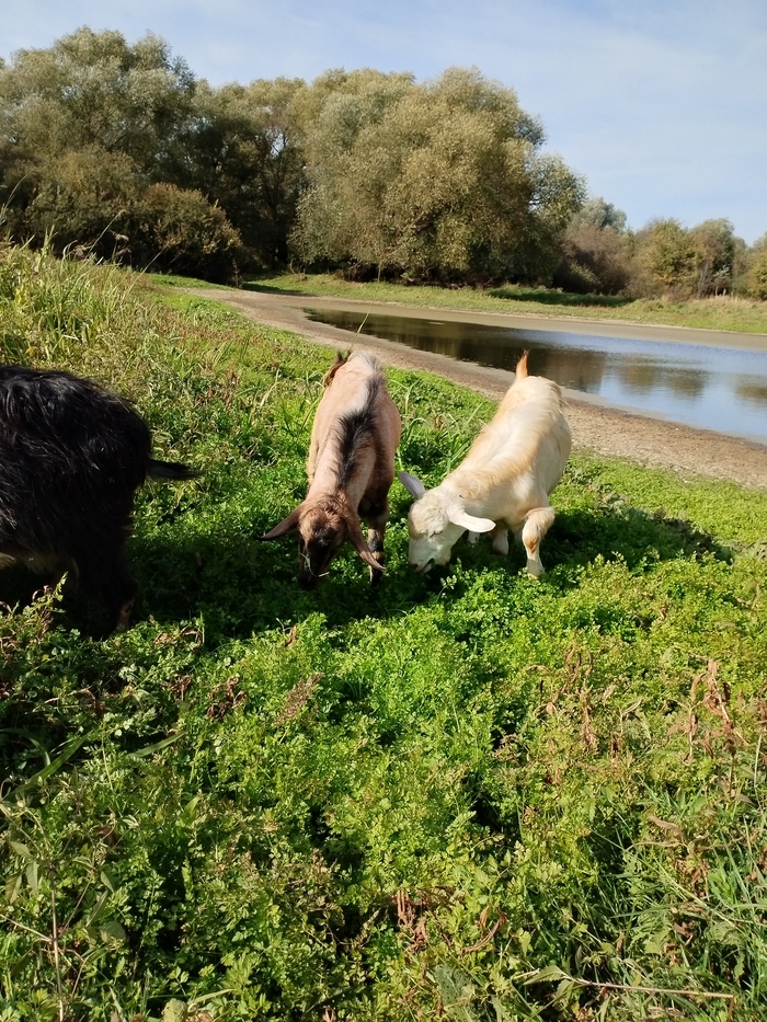 Он же, вместе с резервным козлом.