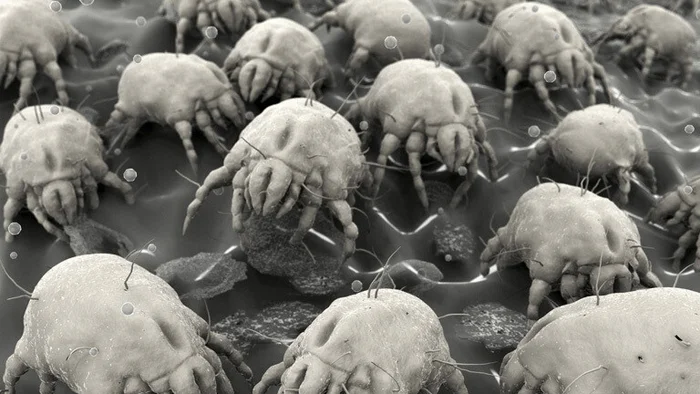 Dust Mites: A Compelling Reason to Stop Making Your Bed in the Morning - Mite, Insects, Animals, Wild animals, Yandex Zen, Yandex Zen (link), Longpost