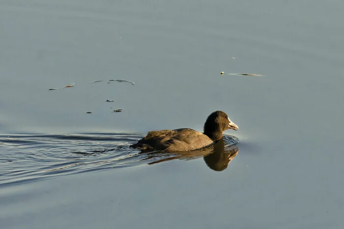 October is creeping up - My, Photo hunting, The nature of Russia, Ornithology League, Birds, Hobby, Nature, wildlife, Autumn, Walk, Bird watching, Longpost