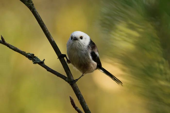 It's time - My, Photo hunting, The nature of Russia, Birds, Nature, Tit, Forest, Autumn, wildlife, Hobby, Ornithology, The photo