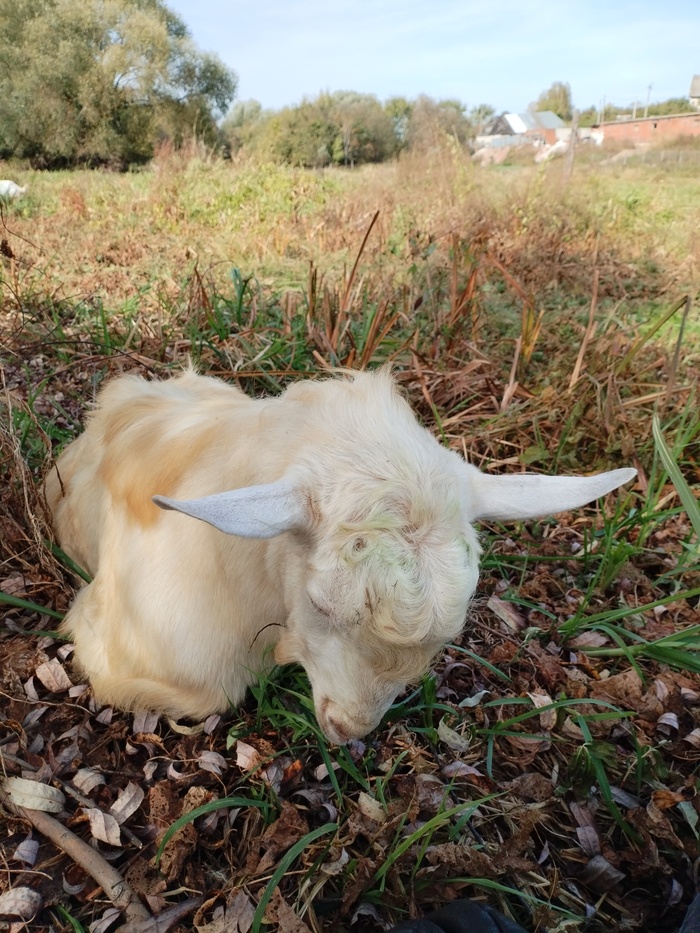 Лежим с вторым козлом под ракитой, дремлем, пока все пасутся. Я лежу на куртке, а он так, на пузе.