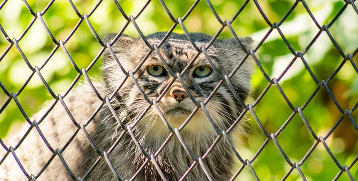 A piercing look - My, Pallas' cat, Novosibirsk Zoo, Small cats, Predatory animals, The photo, Zoo, Wild animals, Cat family