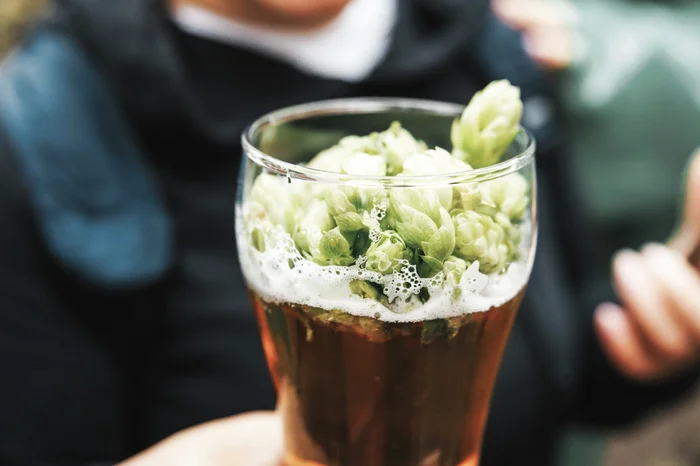 Entirely our production: how we grew a hop crop in the Chuvash Republic - How is it done, Beer, Production, Manufacturing, Beverages, Russia, Baltika beer, Video, Video VK, Company Blogs, Longpost