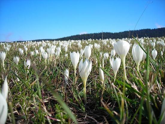 Autumn crocuses - My, Plants, Botany, Entertaining botany, crocuses, Longpost, Flowers, The photo