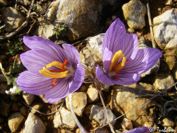   (Crocus Pallasii), , .  .    <!--noindex--><a href="https://pikabu.ru/story/krokusyi_osennie_11847317?u=http%3A%2F%2Fplantarium.ru&t=plantarium.ru&h=a99e55320aea562513d8f75971d3e7338d0dbe18" title="http://plantarium.ru" target="_blank" rel="nofollow noopener">plantarium.ru</a><!--/noindex-->.