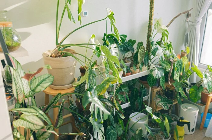 For colds, dust and for sound sleep: PNIPU expert named the best plants for the bedroom and home - My, Nauchpop, Biology, Houseplants, Flowers, Scientists, The science, Cactus, Longpost