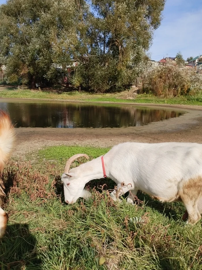 What is happening on the farm now? - My, Village, Family, Сельское хозяйство, Village, Livestock breeding, Everyday life, House, Flowers, cat, Animals, Duck, Hen, the Rose, Longpost