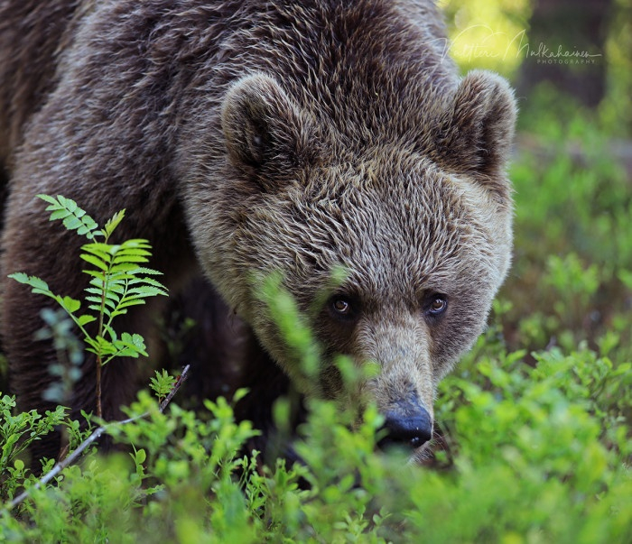 LIFE WITH A SPAN - My, The Bears, Story, Literature, Writing, Author's story, Text, Creation, Prose, A life, Animals, About everything, Forest