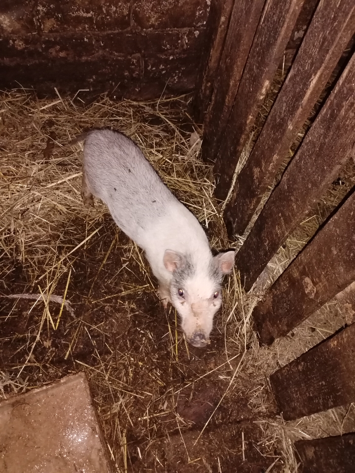   .  ,  ,  .   ,  .      - .