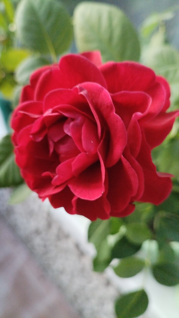    ,    ,        ,     .