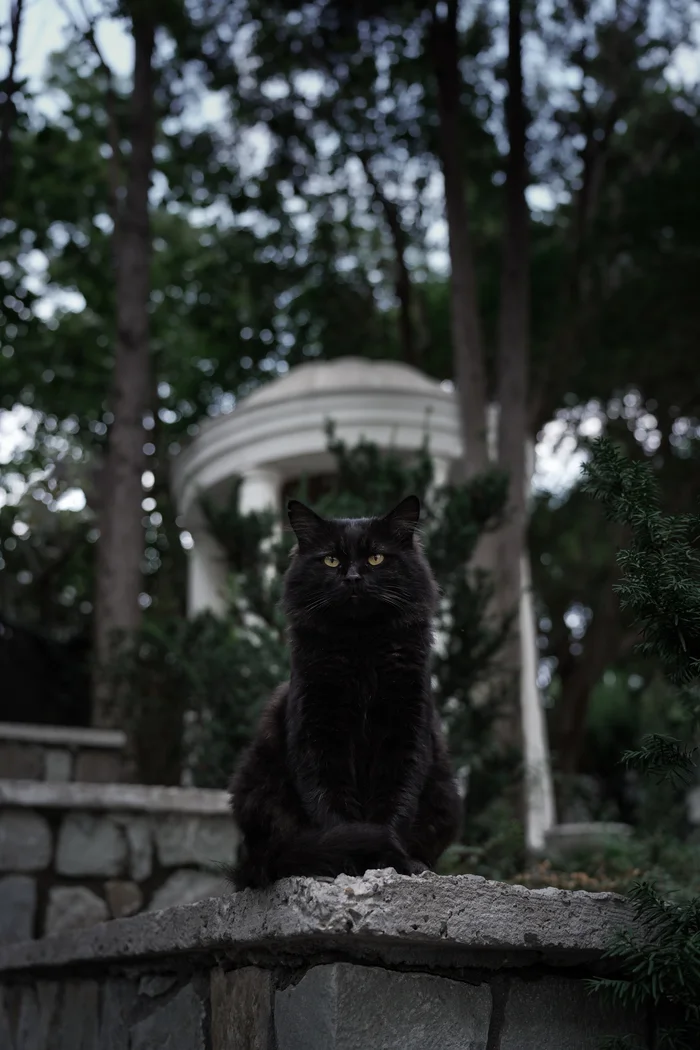 Majesty - My, cat, Black cat, The photo