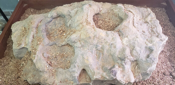 Следы динозаров