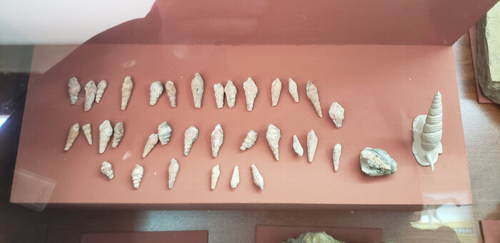 Окаменелые ракушки