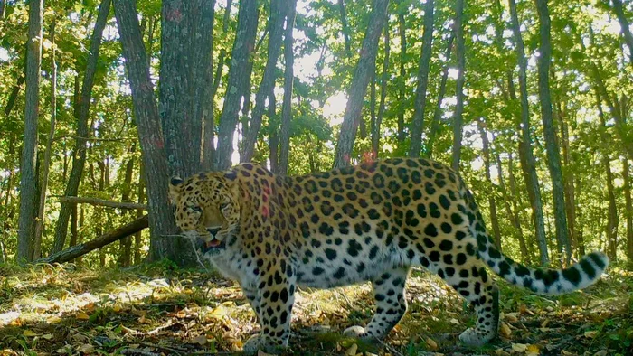 Well, let's say meow! - Far Eastern leopard, The photo, Big cats, Wild animals, Predatory animals, Leopard, National park, Land of the Leopard, Primorsky Krai, Cat family, Phototrap, wildlife, Telegram (link)