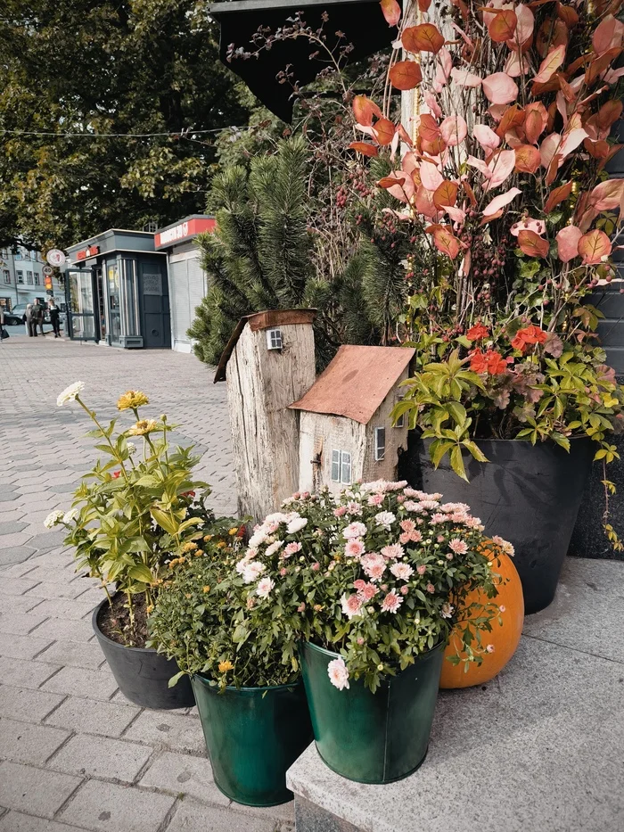 Pumpkin mood and autumn atmosphere at every step in Kaliningrad - My, Pumpkin, Autumn, September, Kaliningrad, Decoration, Street photography, Handmade, Mobile photography, Travel across Russia, City walk, Excursion, Longpost