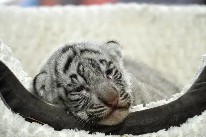 Who hurt the cat? - Tiger cubs, Wild animals, Predatory animals, Cat family, Zoo, Tiger, Young, White tiger, Big cats, The photo, Bengal tiger