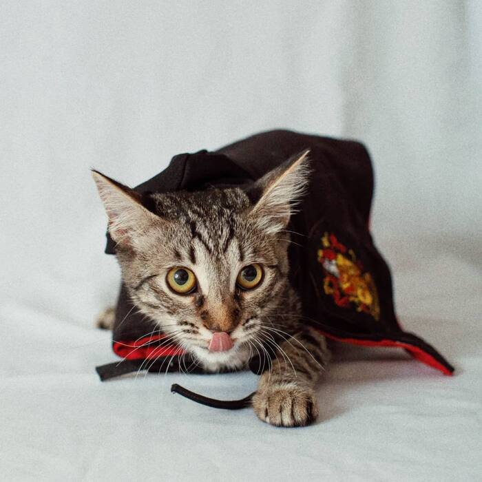 Гренка (бывший Гарри)