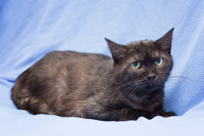 Black smoke cat Tasha in good hands - Black cat, cat, Kittens, Cat lovers, In good hands, Homeless animals, Overexposure, Shelter, Pet the cat, Moscow, Moscow region