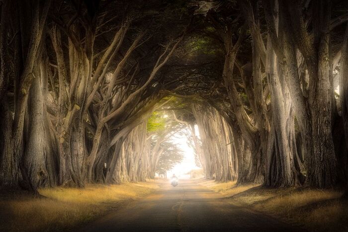   . Cypress Tree Tunnel (Point Reyes, California)