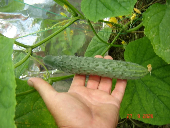 The first Chinese cucumber from the recently planted ones in the greenhouse. Winter is coming. - My, Краснодарский Край, Underground greenhouse, Cucumbers, Krasnodar, Longpost